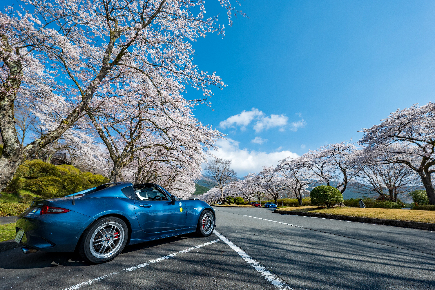 花見　富士霊園