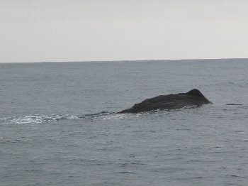 カイコウラ　鯨
